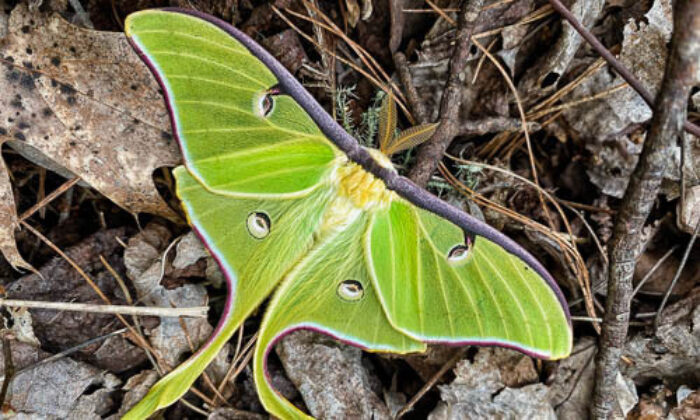A luna moth spreads wide green wings with spots on the forest floor.