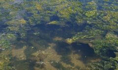 Small image of 