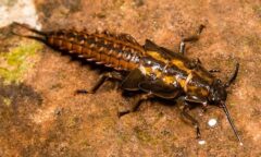 Small image of A dark brown stonefly clings to a rock.