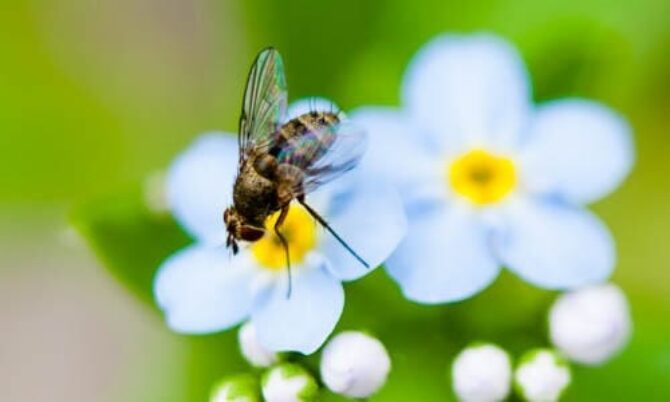 True flies