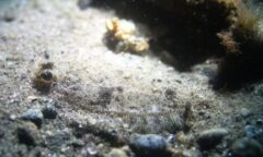 Small image of 