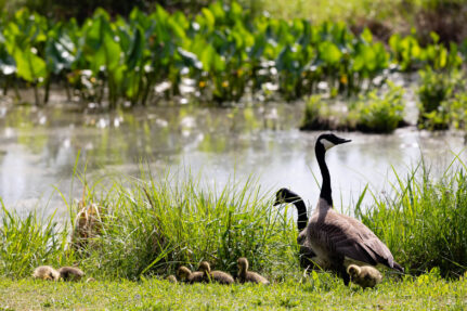 Geese and their chicks stand by a wetland.