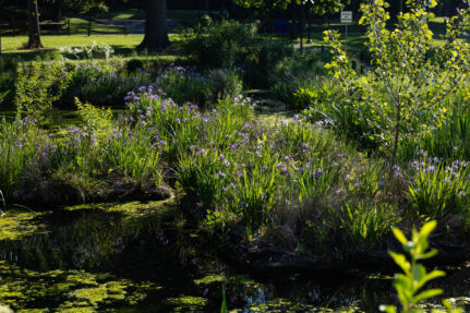 Small purple flowers bloom in a medium-sized bush growing in a wetland.