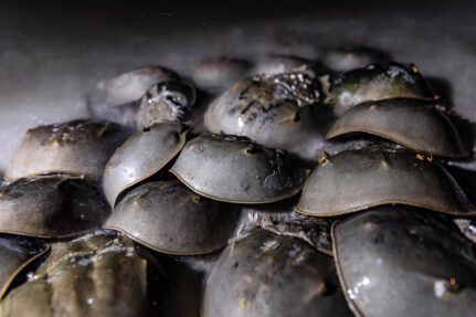 A mass of horseshoe crabs gathers on a shoreline