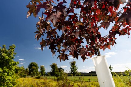 A tree with dark red leaves encased in a tree tube.