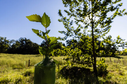 Young tree pokes out of a tree tube with a larger tree in the background.