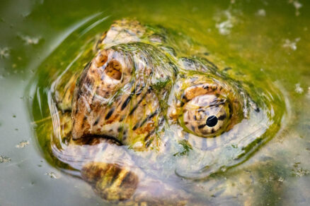 Common snapping turtle pokes its head out of the water.