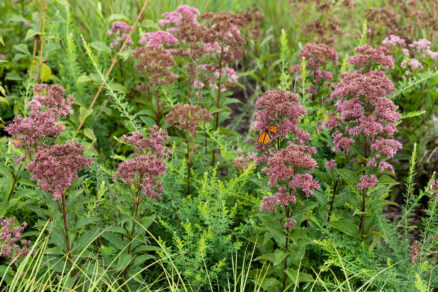 Monarch butterfly visits Joe-Pye weed in bloom with pink flowers.