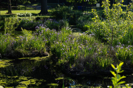 Small purple flowers bloom in a medium-sized bush growing in a wetland.