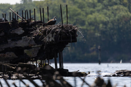Broken ship structures are seen above the surface of the water. An osprey has formed a nest on top one of the structures.