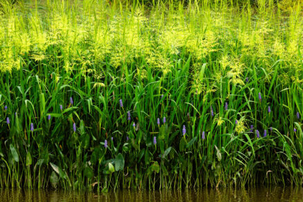 Wild rice plants grow densely, with tall yellow blooms above dark water.