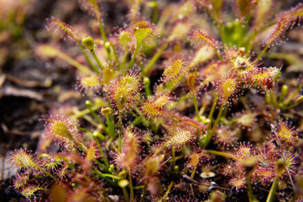 Spoonleaf sundew grows with spoon-shaped leaves covered in sticky red tentacle-like hairs.