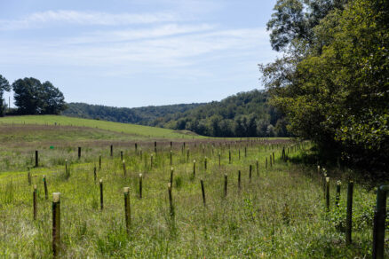 Dozens of newly planted trees, protected by white tree tubes, grow in a green meadow.