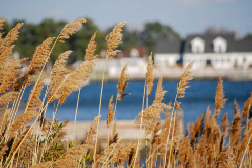 Light brown phragmites grows along a shoreline, water and large homes visible in the background.