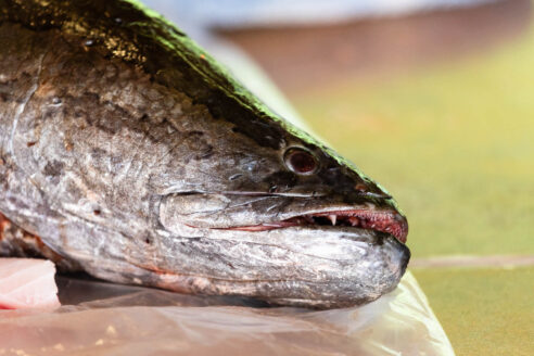 A close-up view of a dead snakehead resting on a table, its mouth slightly open to reveal sharp teeth.