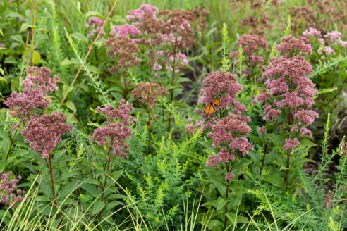 Monarch butterfly visits Joe-Pye weed in bloom with pink flowers.