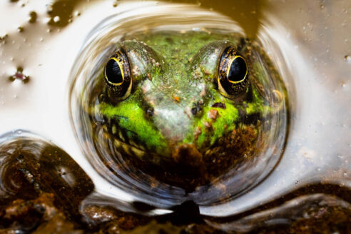 A bullfrog pops its face over the surface of the water.