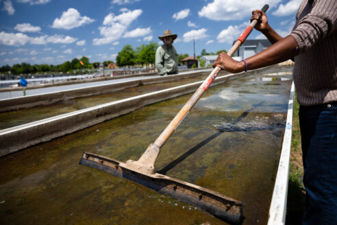 Hands hold a squeegee pushing algae muck.