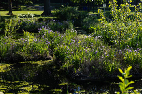 Small purple flowers bloom in a medium-sized bush growing in a wetland.