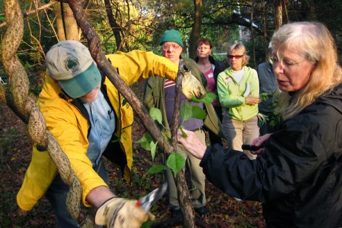 Five people gather around as one uses loppers on a vine