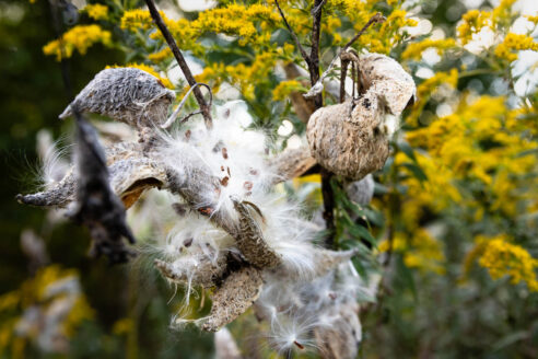Milkweed seed pod opens up in the woods.