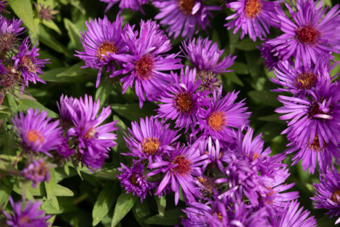 Purple petal bloom on a patch of New England asters.
