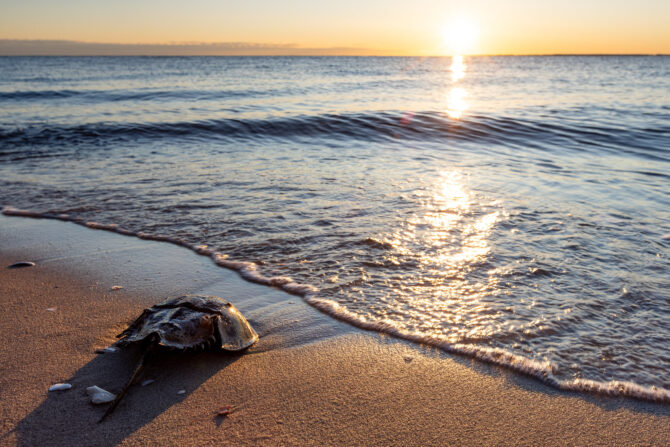 A single horseshoe crab sits on the shoreline during dusk.