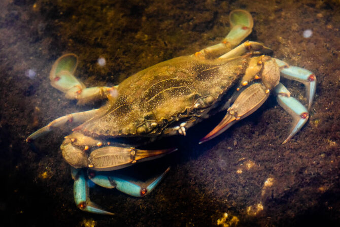 Blue crab on the muddy floor of the Bay.