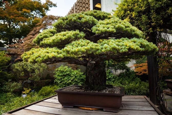 A bonsai endures, even after an atomic blast