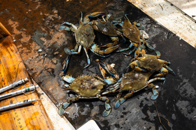 Several blue crabs on the floor of a boat.
