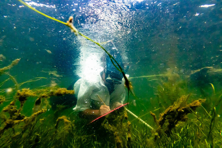 Brooke observes underwater grasses with scuba gear.