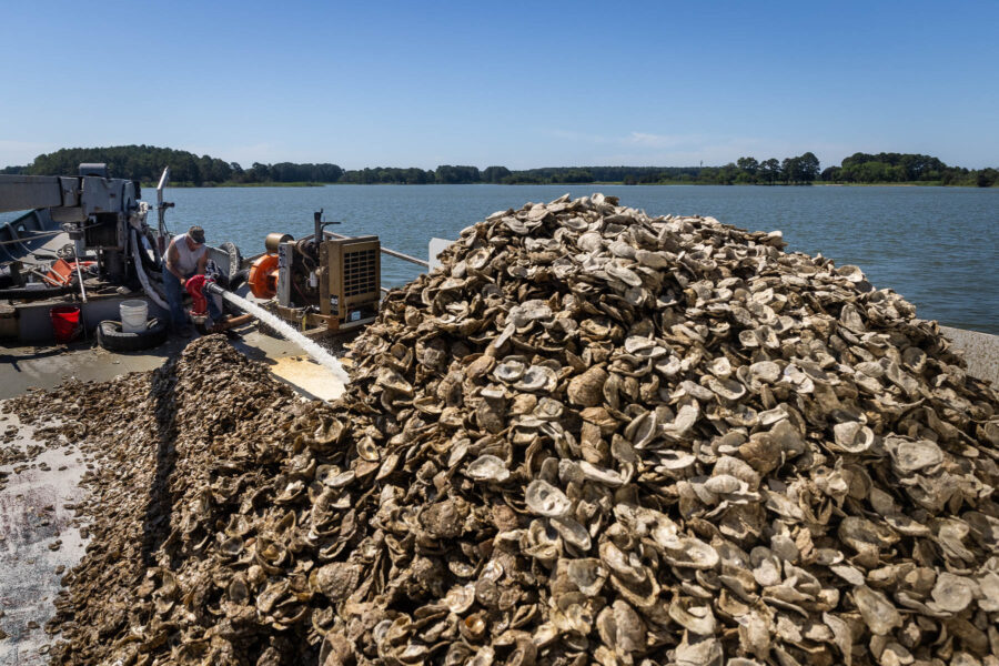 Man sprays hose at oysters on top of a boat to move the pile into the water.
