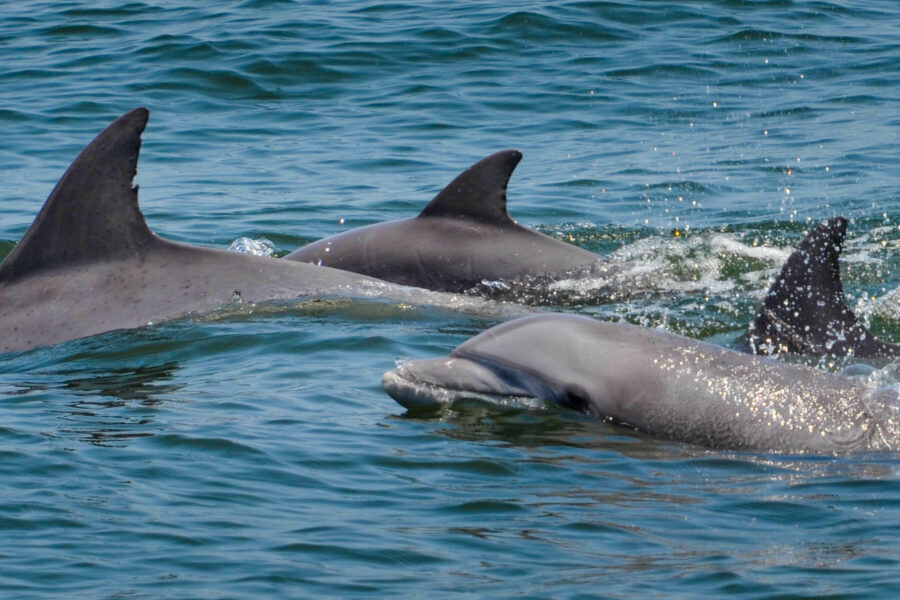 A pod of three dolphins swimming.