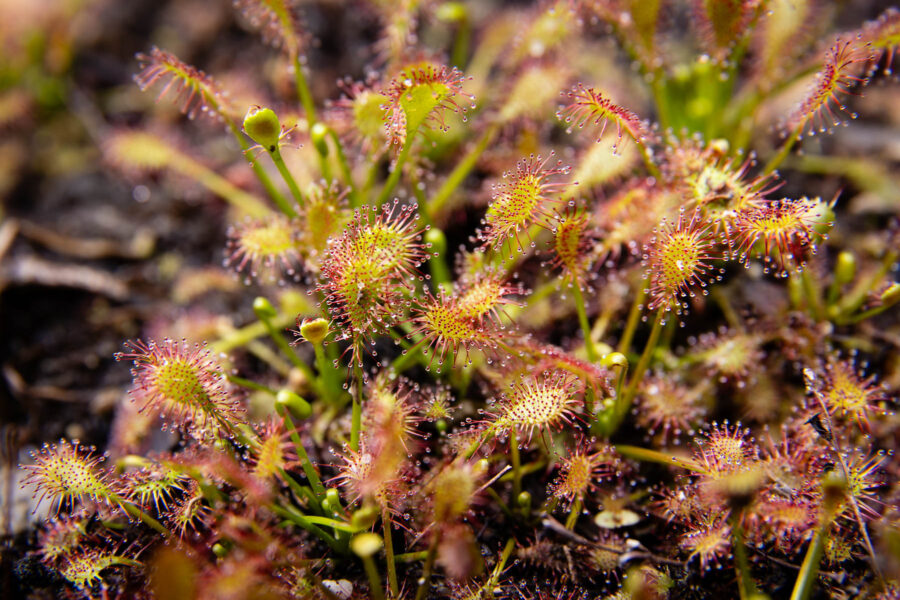 The spoon-shaped leaves of spoonleaf sundew are covered in sticky, red, tentacle-like hairs.