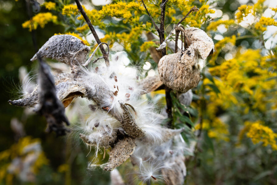 Dark milkweed seeds attached to silky white filaments spill out of dried seed pods.