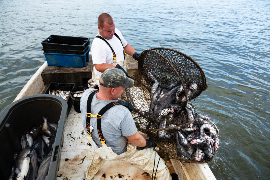 Two fishermen haul a net of fish onboard a boat.