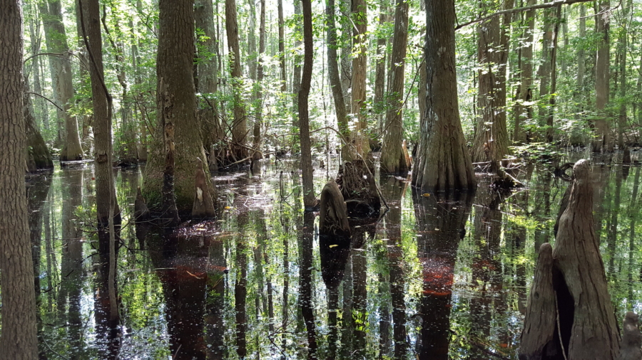 Bald cypress trees grow out of a swampy area.