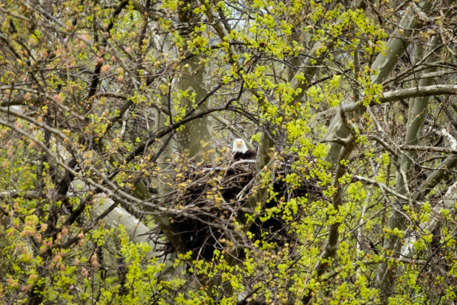 An eagle seen in the middle of tree canopy, guarding its nest.