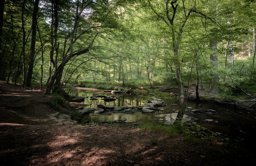 Woods with green tree canopy and a small stream