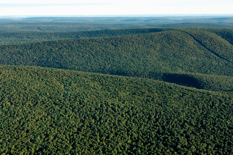 An aerial view of a forest with green trees and a blue sky.
