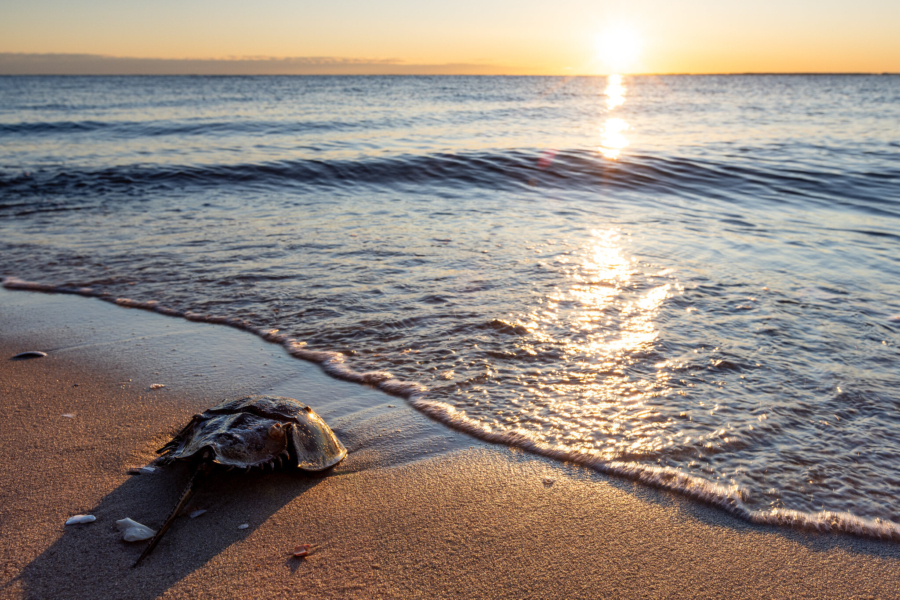 A single horseshoe crab sits on the shoreline during dusk.