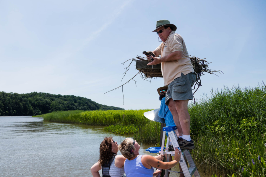 A naturalist stands at the top of a metal ladder and leans against a wooden nest platform built in a tidal wetland. He holds an osprey chick from the platform's large nest in his hands.
