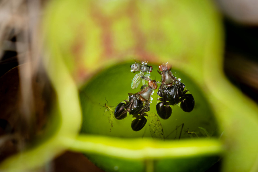 Three dead flies float in a pool of water that has collected inside the curved leaf of a pitcher plant.