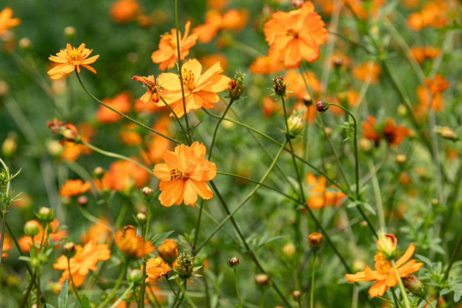 Orange flowers bloom against lush green vegetation.