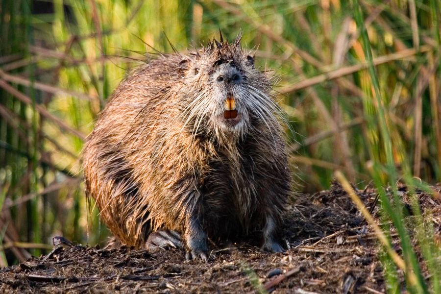 A round, bulky rodent with two front teeth similar to a beaver.