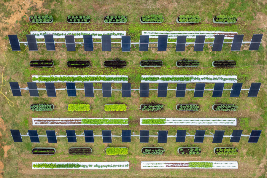 Overhead shot of solar panels with rows of crop in between them.