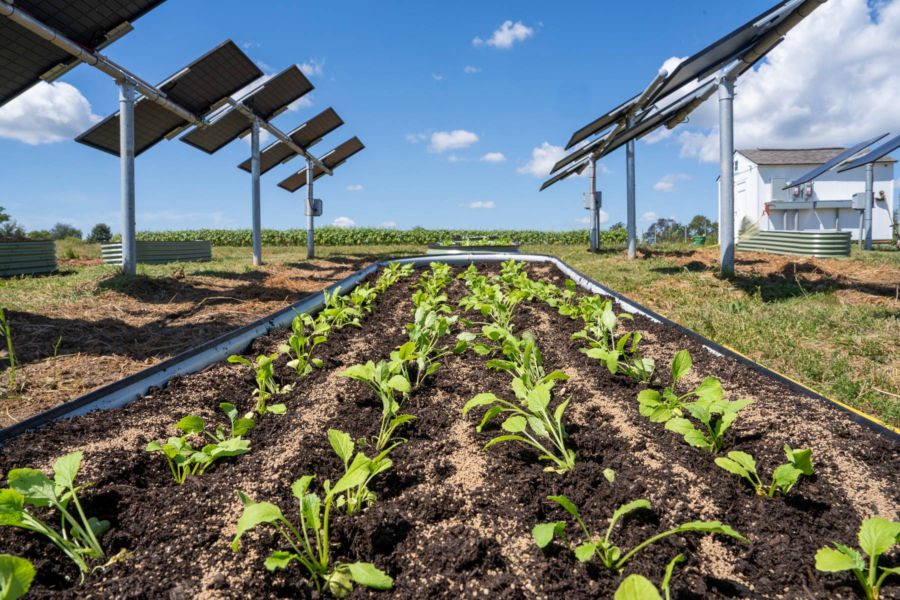 Crops grow with solar panels on either side.