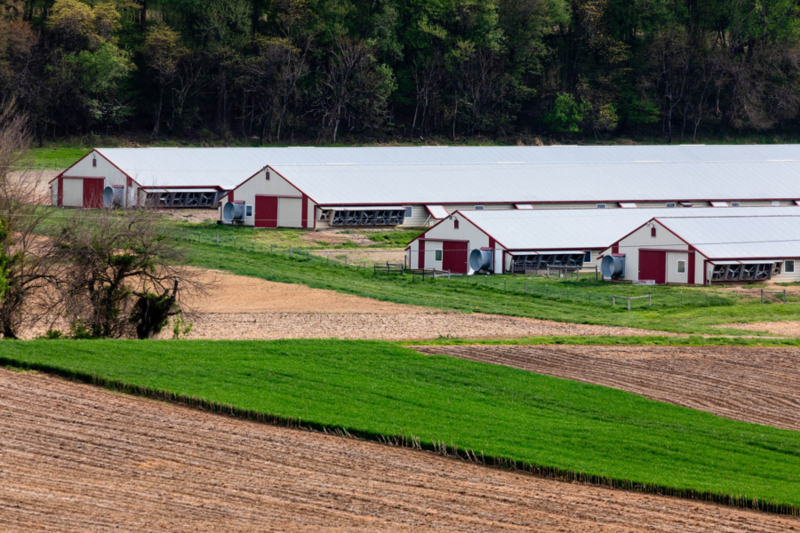 Four long chicken houses on a farm.