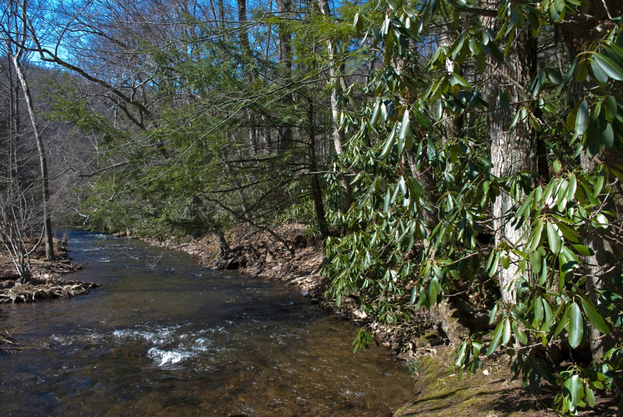 Dense trees and foliage line a bend in the gentle stream.
