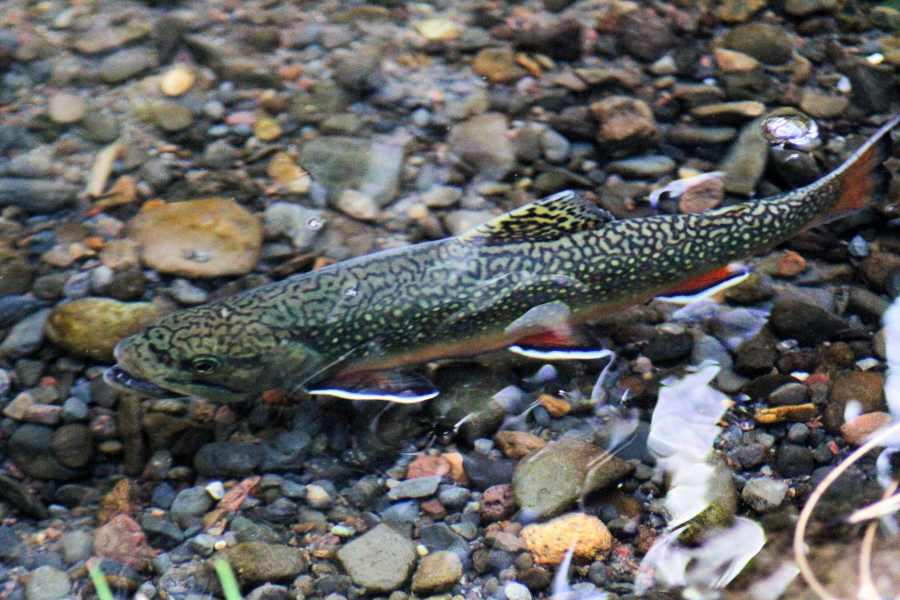 A brook trout swims over a rocky streambed, warped by the water's surface